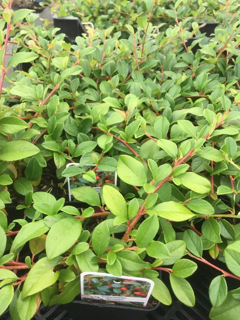 Bodembedekkers bij Tuincentrum de Vuurdoorn in Echt (foto 3)