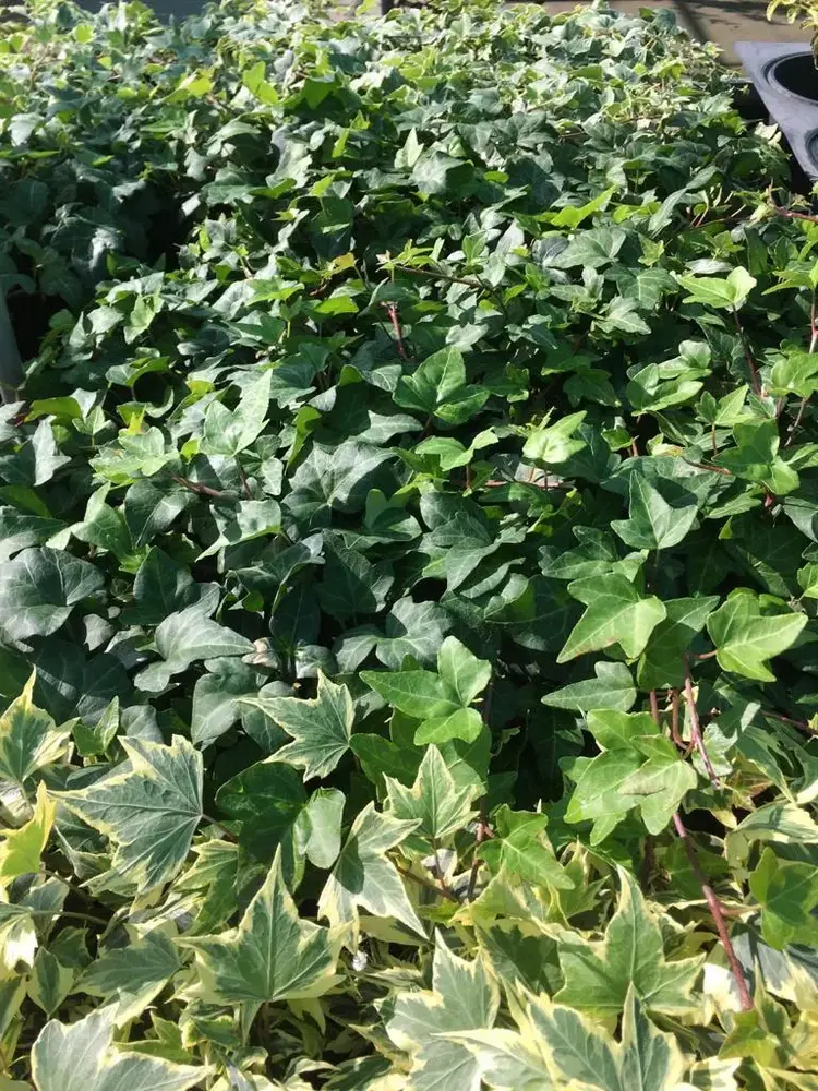 Bodembedekkers bij Tuincentrum de Vuurdoorn in Echt (foto 5)
