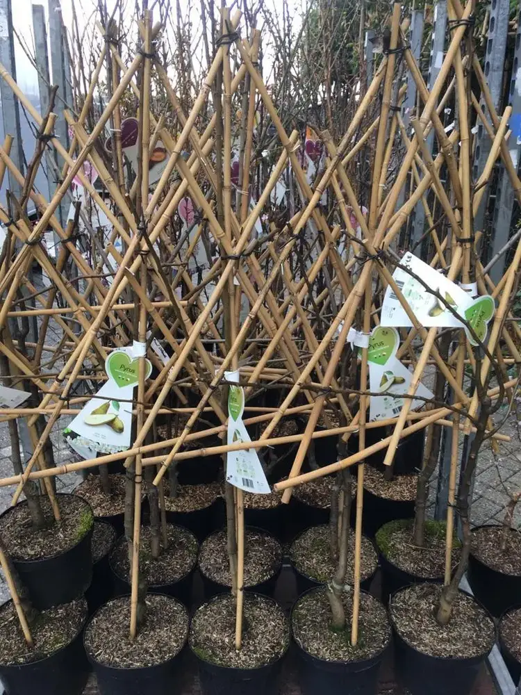 Bomen in verschillende vormen bij Tuincentrum de Vuurdoorn in Echt (foto 3)
