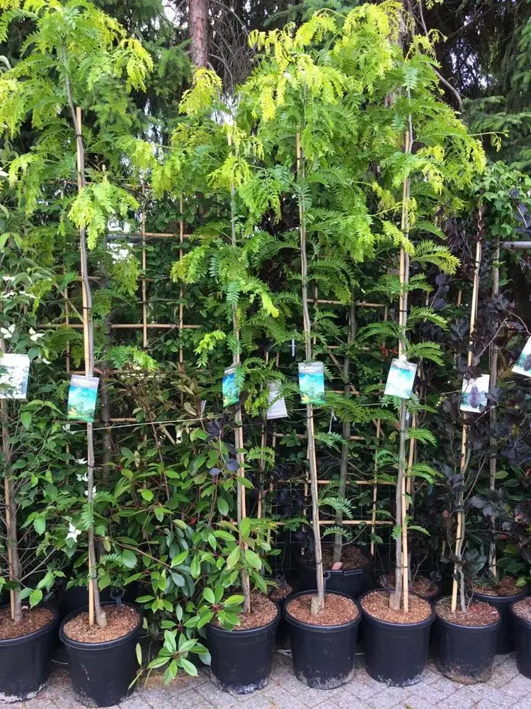 Bomen in verschillende vormen bij Tuincentrum de Vuurdoorn in Echt