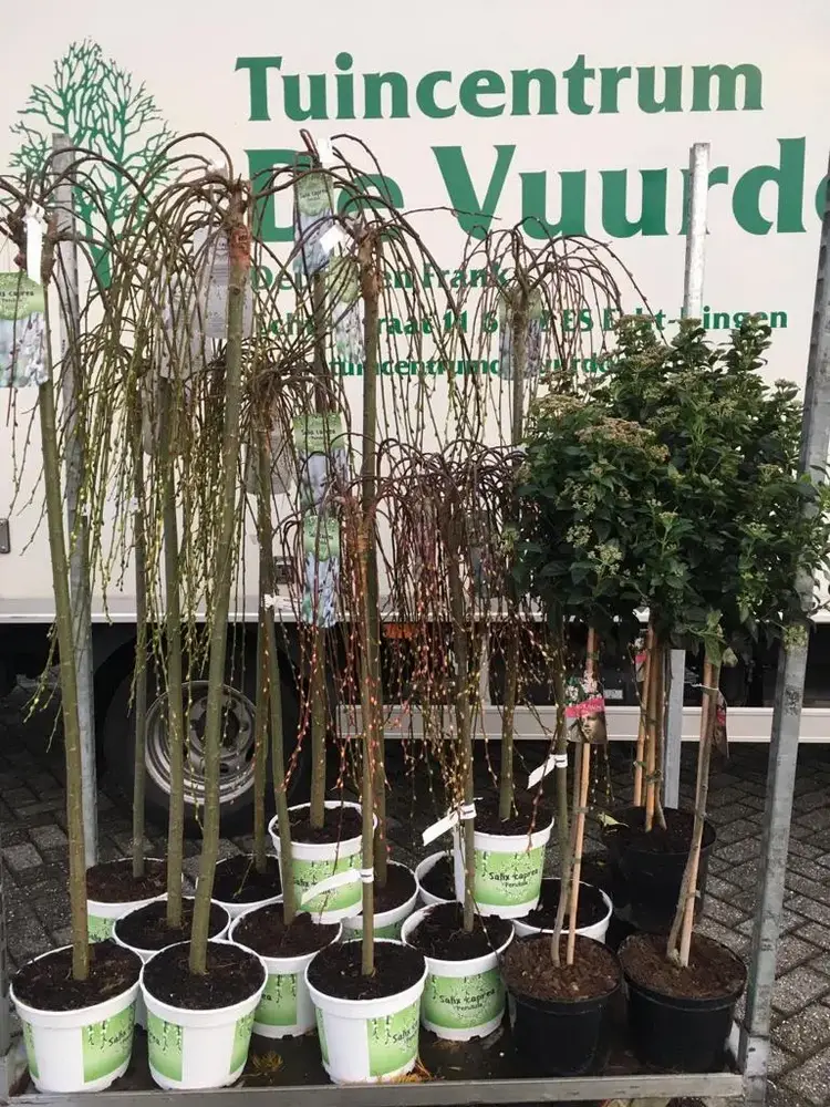 Bomen in verschillende vormen bij Tuincentrum de Vuurdoorn in Echt (foto 4)