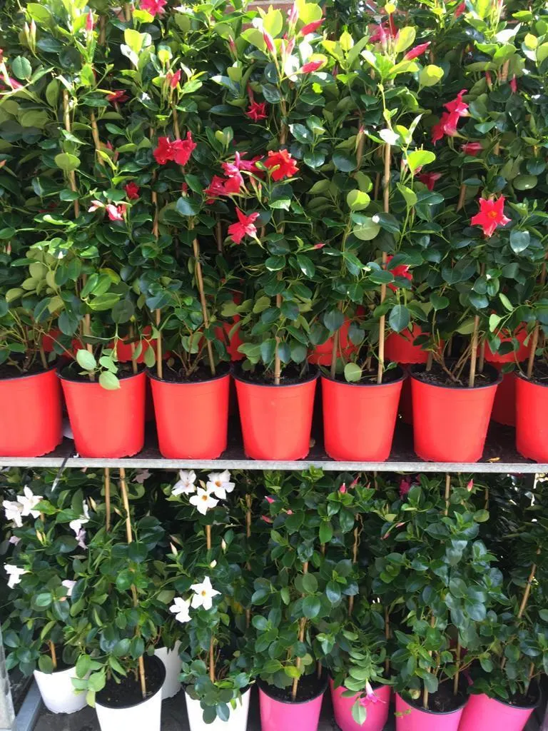 Bloeiende eenjarigen, hangpotten en perkplanten bij Tuincentrum de Vuurdoorn in Echt (foto 3)