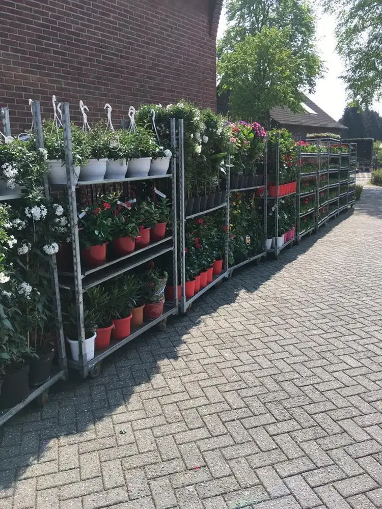 Bloeiende eenjarigen, hangpotten en perkplanten bij Tuincentrum de Vuurdoorn in Echt (foto 4)