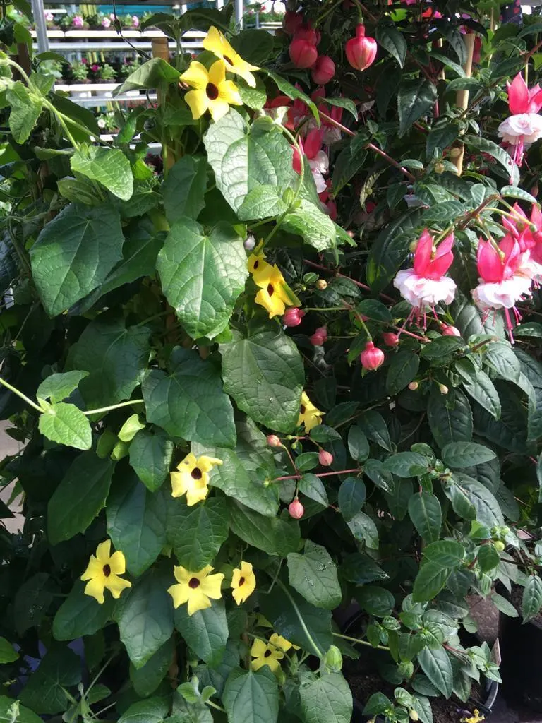 Volle hangpotten met bloeiende eenjarigen bij Tuincentrum de Vuurdoorn in Echt