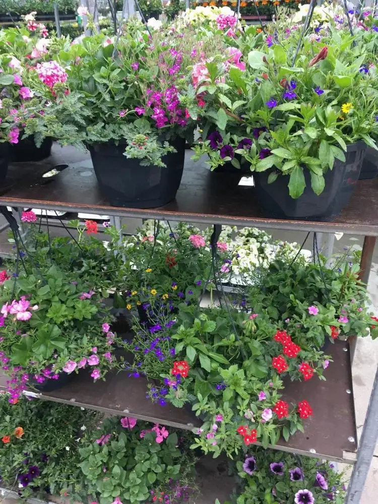 Bloeiende eenjarigen, hangpotten en perkplanten bij Tuincentrum de Vuurdoorn in Echt (foto 6)