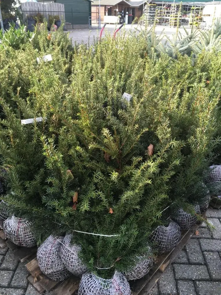 Haagplanten bij Tuincentrum de Vuurdoorn in Echt