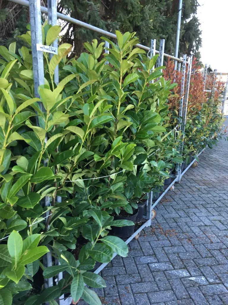 Haagplanten bij Tuincentrum de Vuurdoorn in Echt (foto 3)