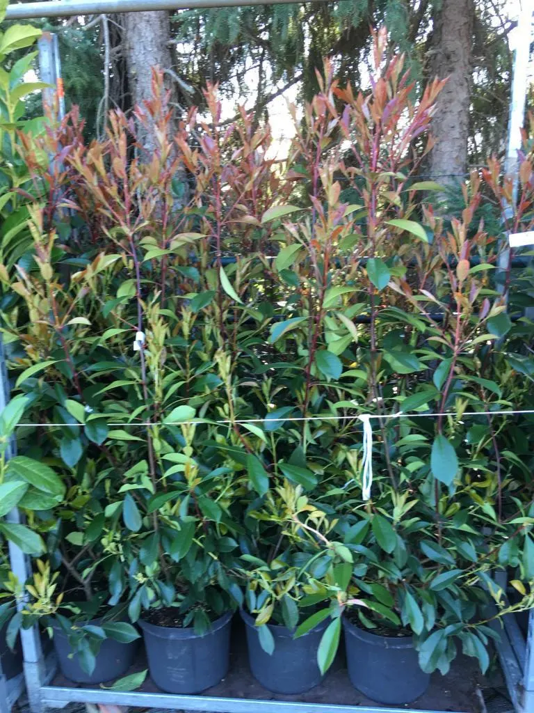 Haagplanten bij Tuincentrum de Vuurdoorn in Echt (foto 4)