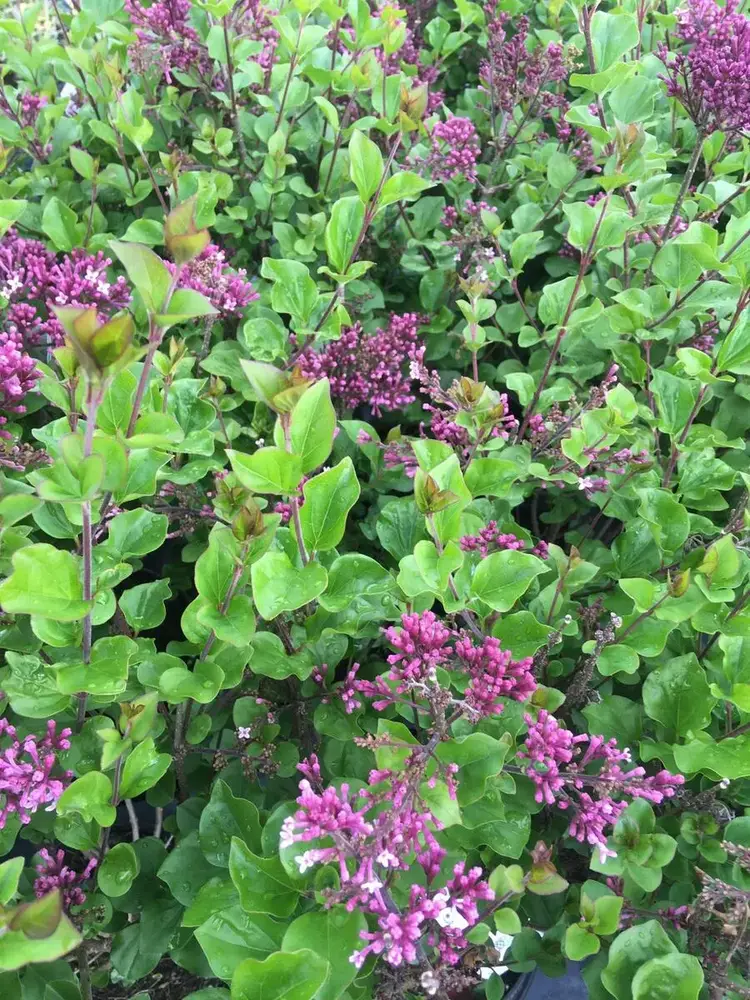 Verse heesters, gezond en vol in knop, bij Tuincentrum de Vuurdoorn in Echt