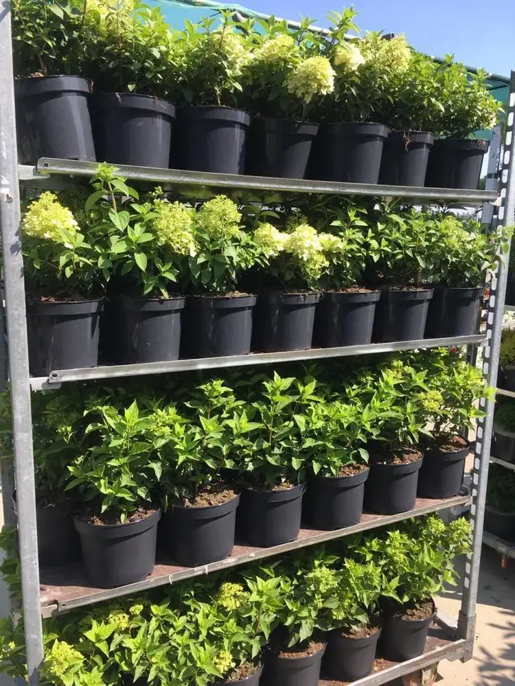Bloeiende heesters bij Tuincentrum de Vuurdoorn in Echt (foto 9)