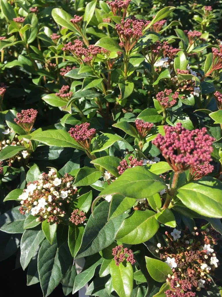Bloeiende heesters bij Tuincentrum de Vuurdoorn in Echt (foto 3)