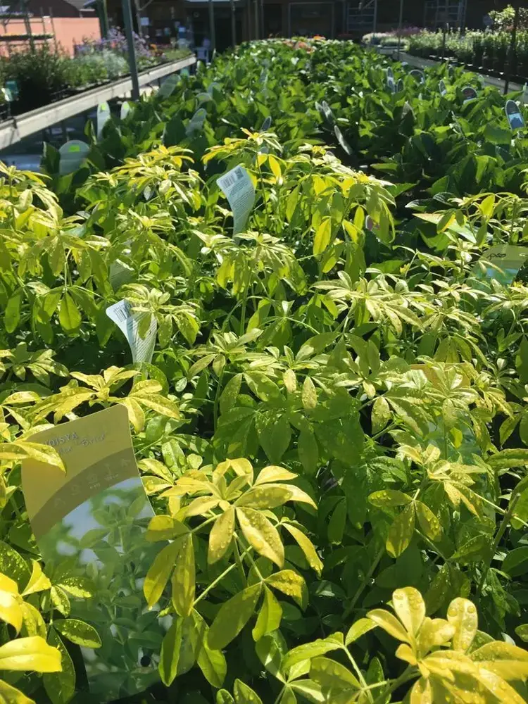 Bloeiende heesters bij Tuincentrum de Vuurdoorn in Echt (foto 4)