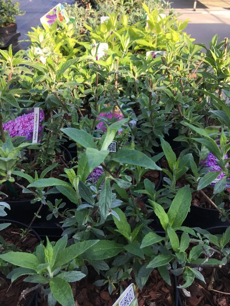 Bloeiende heesters bij Tuincentrum de Vuurdoorn in Echt (foto 5)
