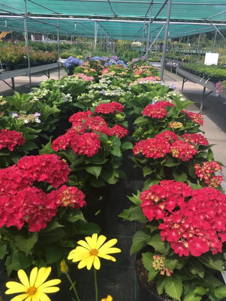 Bloeiende heesters bij Tuincentrum de Vuurdoorn in Echt (foto 6)