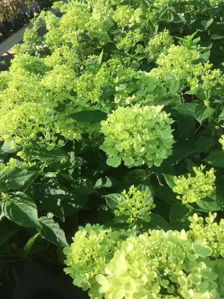 Bloeiende heesters bij Tuincentrum de Vuurdoorn in Echt