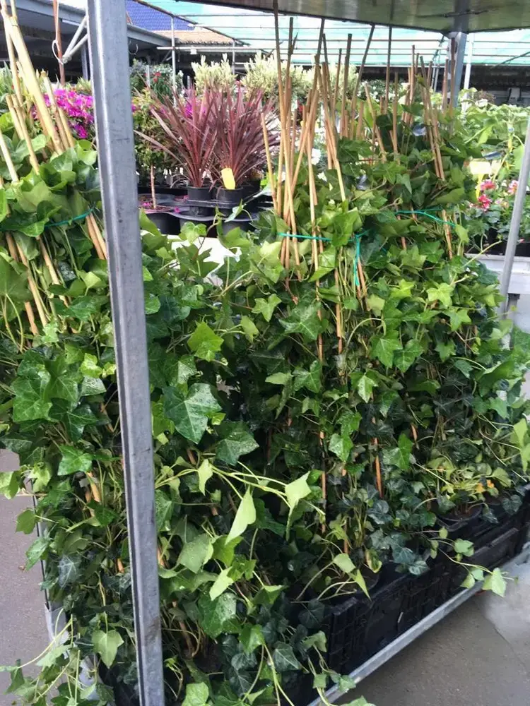 Klimplanten bij Tuincentrum de Vuurdoorn in Echt (foto 2)