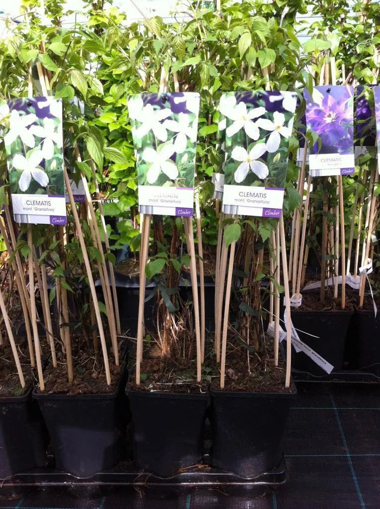 Klimplanten bij Tuincentrum de Vuurdoorn in Echt (foto 3)