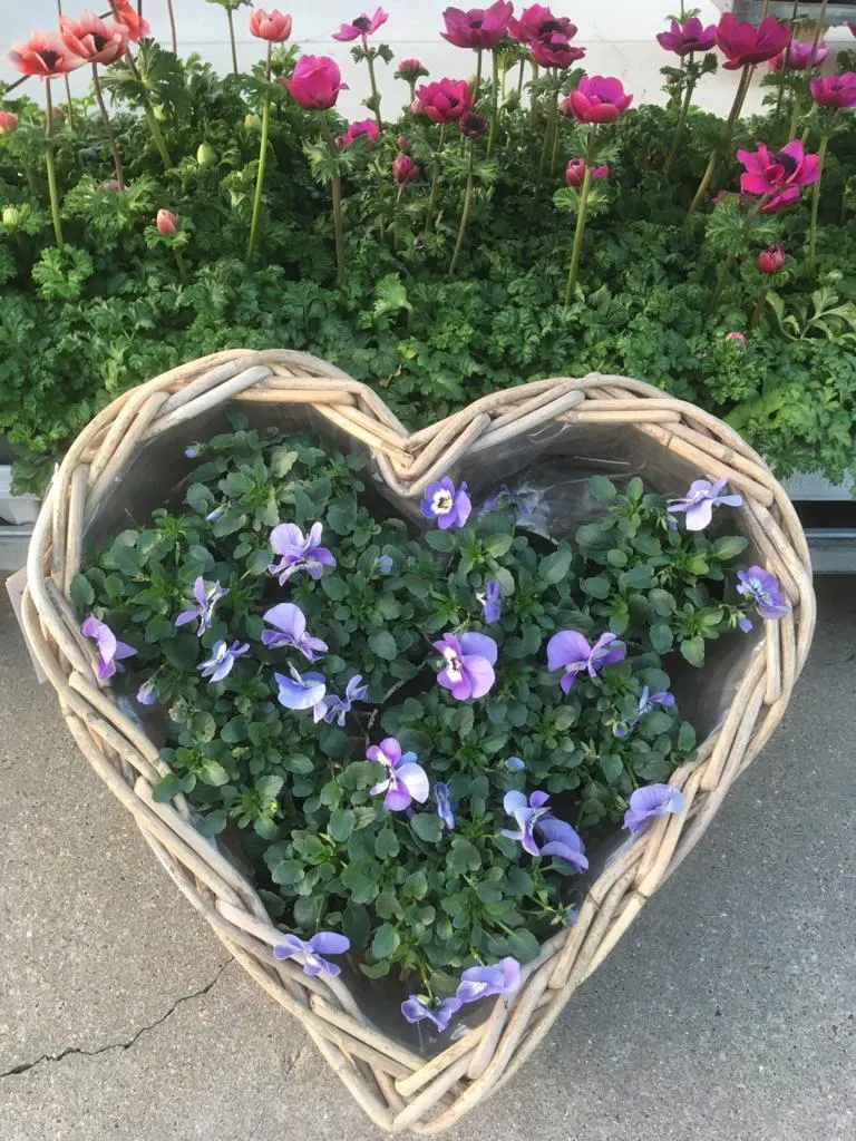 Geglazuurde potten en rieten manden bij Tuincentrum de Vuurdoorn in Echt (foto 5)