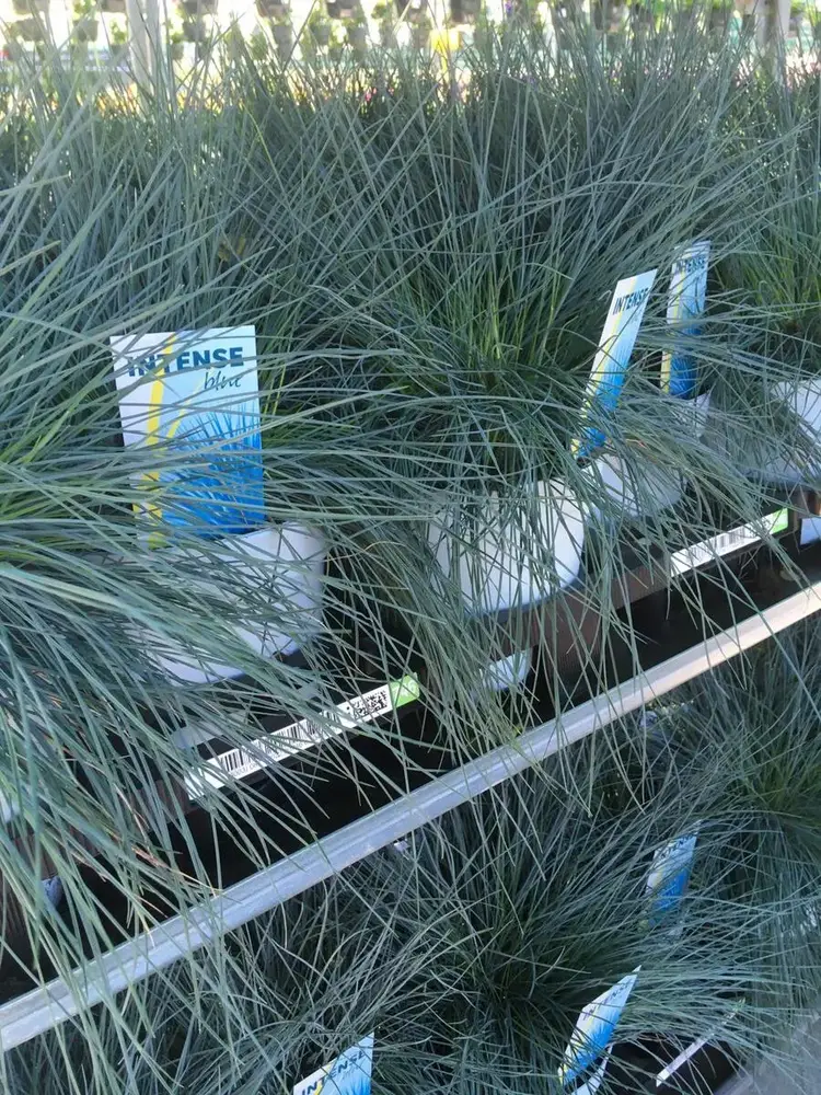 Siergrassen bij Tuincentrum de Vuurdoorn in Echt (foto 2)