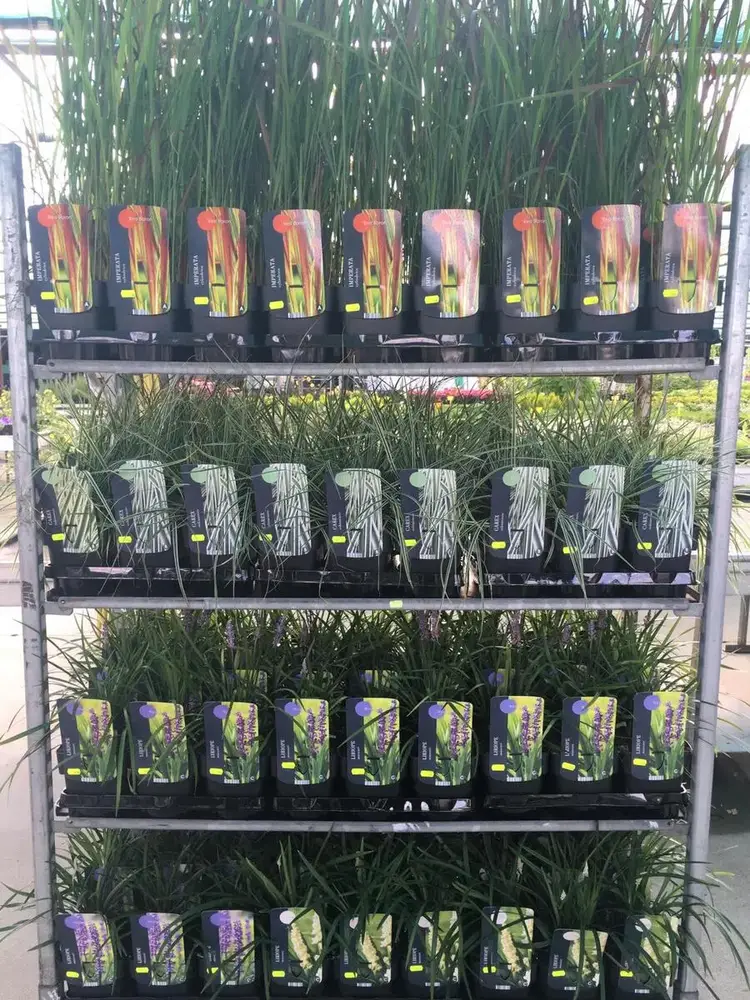 Siergrassen bij Tuincentrum de Vuurdoorn in Echt (foto 3)