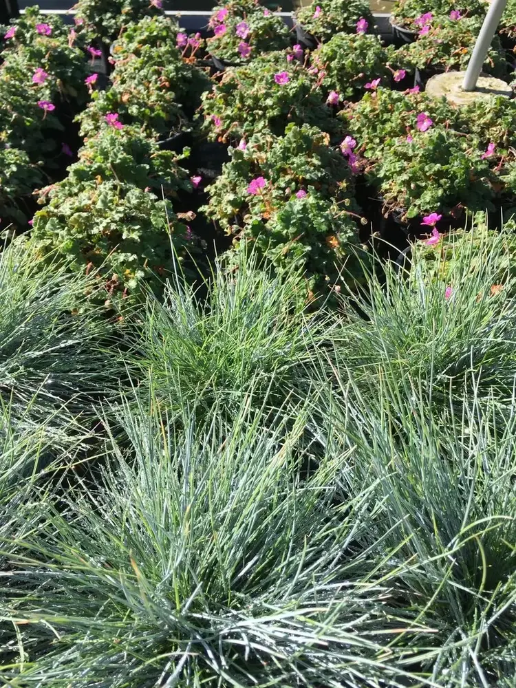 Siergrassen bij Tuincentrum de Vuurdoorn in Echt (foto 4)