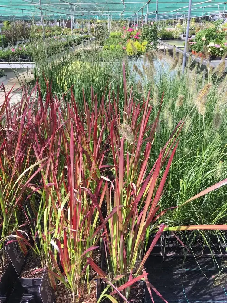 Siergrassen bij Tuincentrum de Vuurdoorn in Echt (foto 5)