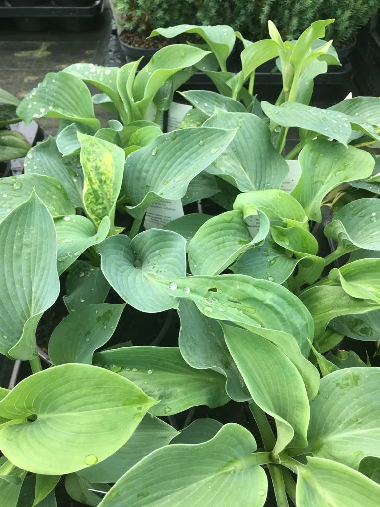 Bloeiende vaste planten bij Tuincentrum de Vuurdoorn in Echt (foto 4)