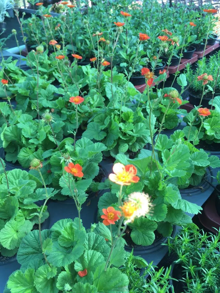 Bloeiende vaste planten bij Tuincentrum de Vuurdoorn in Echt (foto 5)