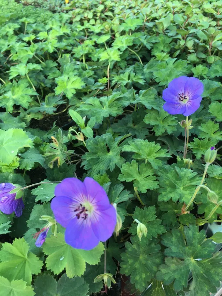 Bloeiende vaste planten bij Tuincentrum de Vuurdoorn in Echt (foto 6)