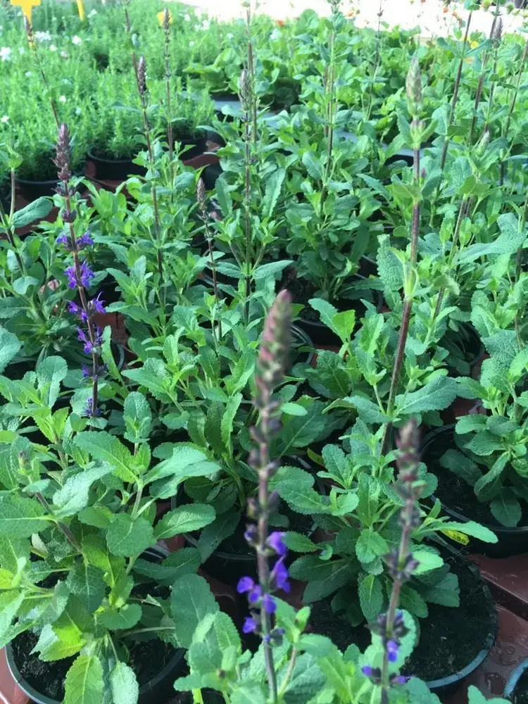 Bloeiende vaste planten bij Tuincentrum de Vuurdoorn in Echt (foto 7)