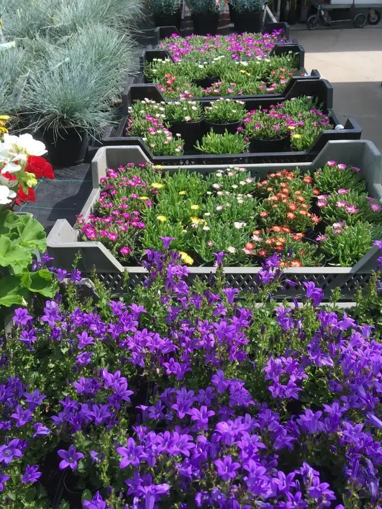 Bloeiende vaste planten bij Tuincentrum de Vuurdoorn in Echt (foto 8)